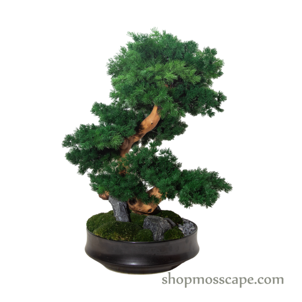 Bonsai-scape (5-020 w/ MF)