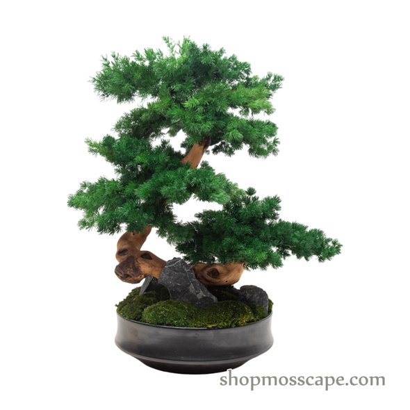 Bonsai-scape (5-020 w/ MF)