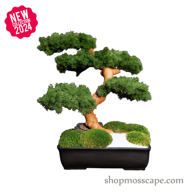 Bonsai-scape (5-026 w/ MF)