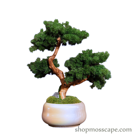 Bonsai-scape (5-028 w/ MF)