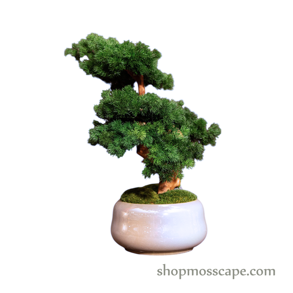 Bonsai-scape (5-028 w/ MF)