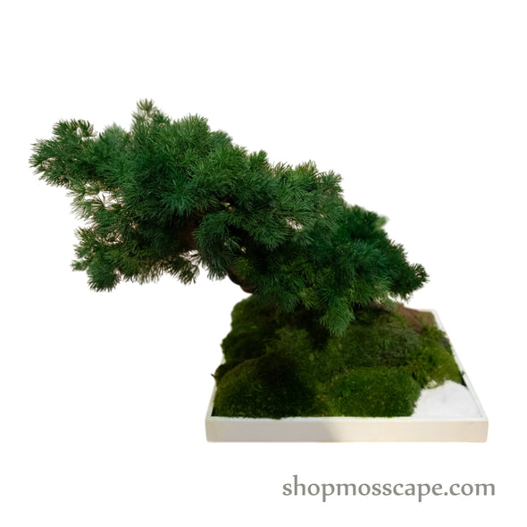 Japanese Bonsai & Lucky Cat Miniature Decor | Bonsai-scape (5-029 w/ MF)