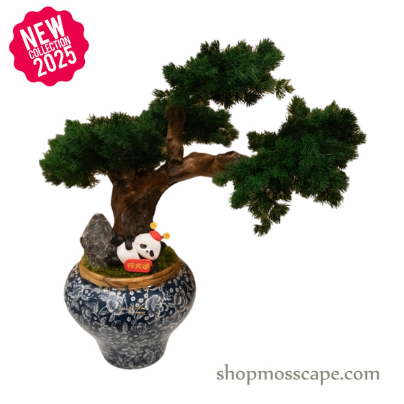 Elegant Panda Bonsai | Bonsai-scape (5-033 w/ MF)