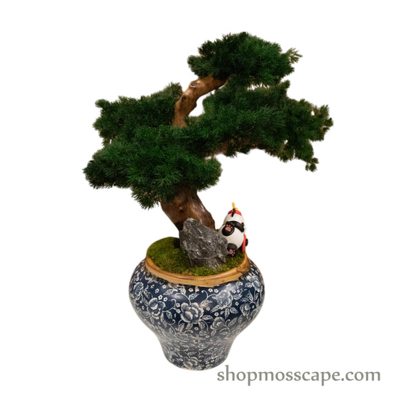 Elegant Panda Bonsai | Bonsai-scape (5-033 w/ MF)