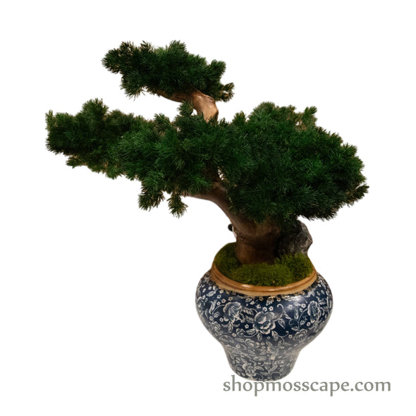 Elegant Panda Bonsai | Bonsai-scape (5-033 w/ MF)