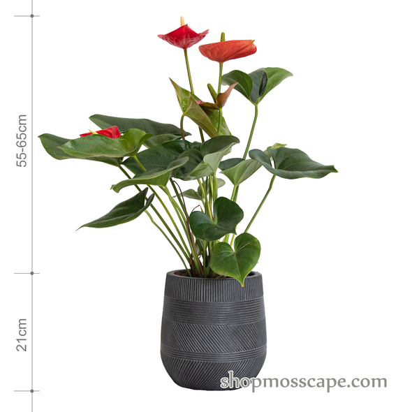 Anthurium andraeanum (red) in varying strips collection LC14526 (S)